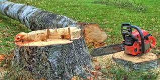How Our Tree Care Process Works  in  Rocky Top, TN