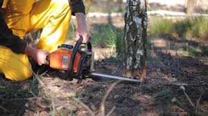 Best Arborist Consultation Services  in Rocky Top, TN
