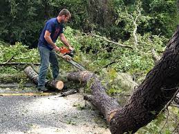 Best Fruit Tree Pruning  in Rocky Top, TN