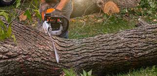 Best Tree Cabling and Bracing  in Rocky Top, TN