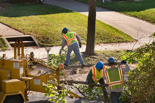 Best Tree Mulching  in Rocky Top, TN