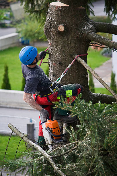 Best Hedge Trimming  in Rocky Top, TN