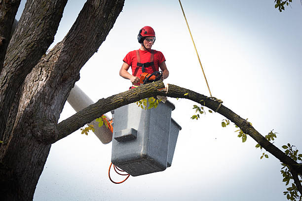 Best Tree Risk Assessment  in Rocky Top, TN