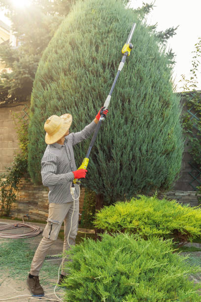 Best Hazardous Tree Removal  in Rocky Top, TN