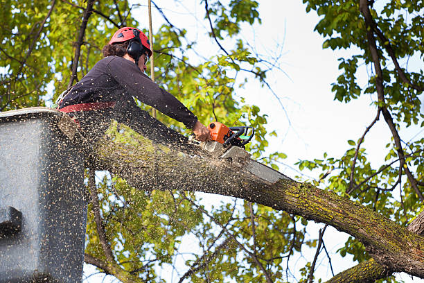 Rocky Top, TN Tree Removal Company
