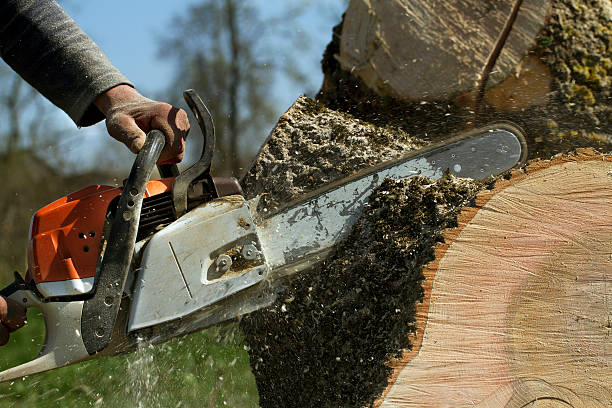 Best Utility Line Clearance  in Rocky Top, TN